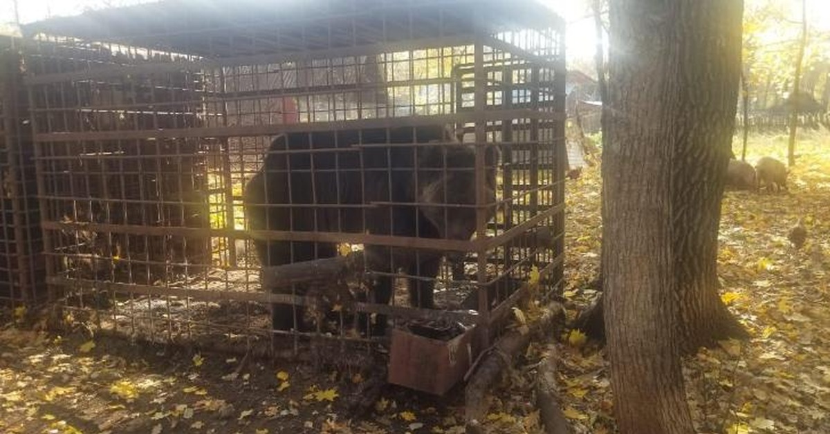 Медведи в башкирии. Спасенный Медвежонок в Башкирии. Медведь в Тегульдете 2021.