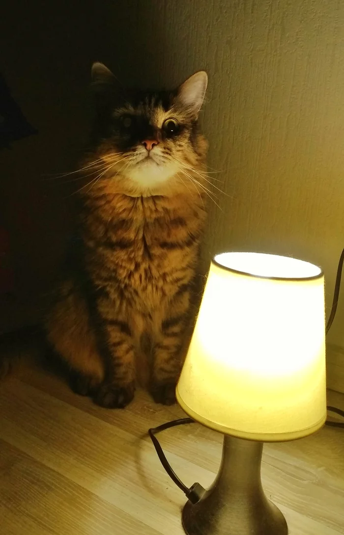 Today I found out that my cat has taken up cosplay. - My, cat, Лампа, Cat with lamp