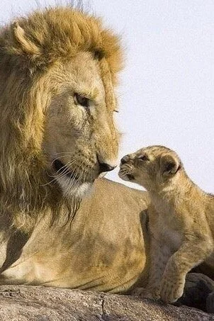 Lion's tenderness) - a lion, Milota, Tenderness, Young, Longpost, Big cats, Wild animals, Lion cubs, The photo