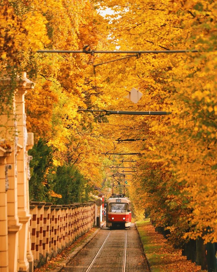 Prague tram - Prague, Czech, Europe, Autumn, Tram, Tatra, The photo, Autumn leaves