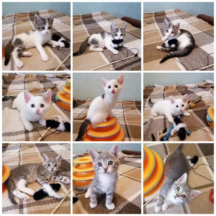 Continuation of the post “The cat and kittens became unwanted and were thrown out onto the street. Another irresponsible post - My, cat, Kittens, Help, Homeless animals, Kindness, Saint Petersburg, Leningrad region, In good hands, Pet, Animals, Pets, Foundling, Reply to post, Longpost, No rating