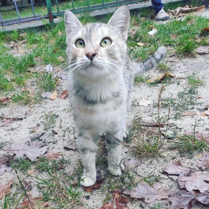 Yard cat - My, cat, The photo, Longpost