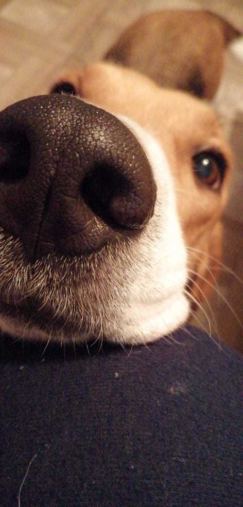 Master, is there anything for me?) - My, Dog, Nose