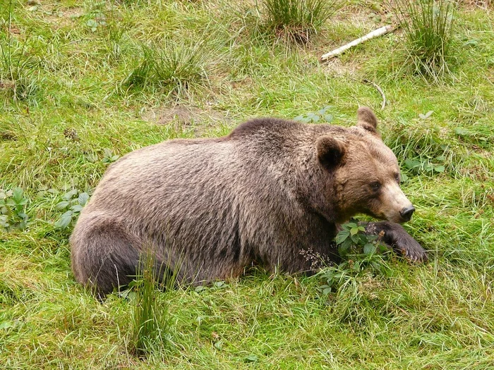 Swedish hunter scares bear away with scream - The Bears, Brown bears, Hunter, Life safety, Wild animals, Sweden