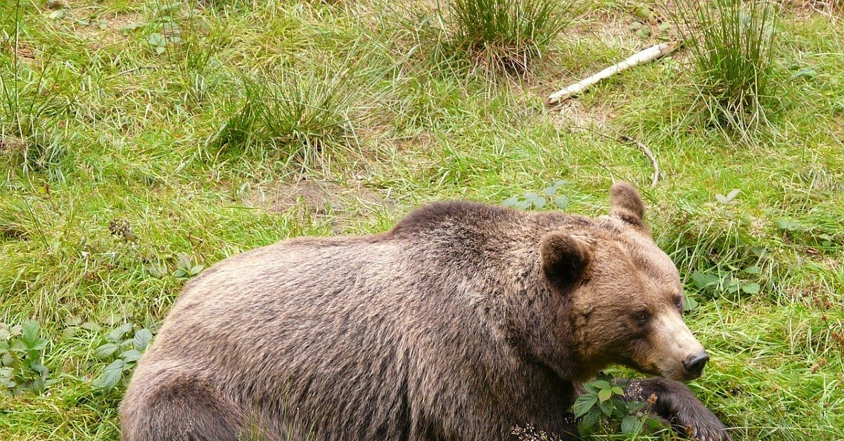 Питание медведя
