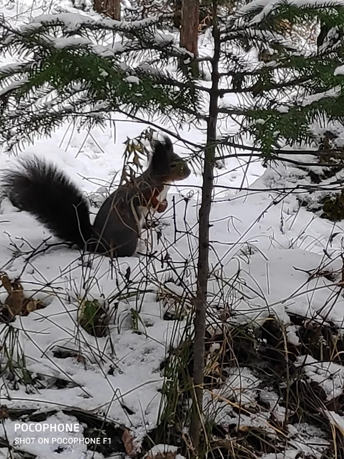 The beauty of winter - My, Krasnoyarsk, Krasnoyarsk pillars, Winter, Nature, Animals, Longpost