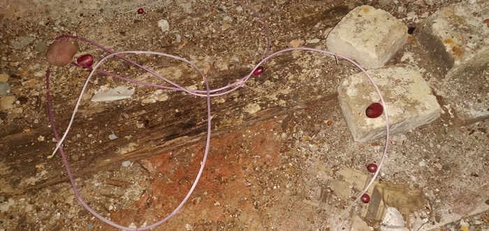 Прошлогодняя картошка дала побеги