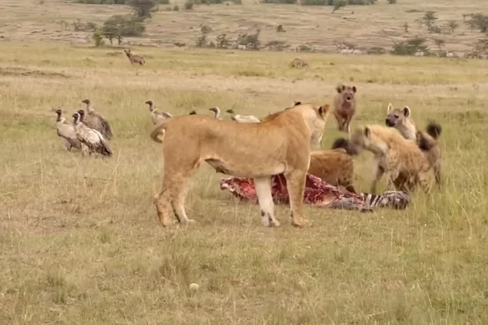 Hyenas got a lesson in lion patriarchy) - a lion, Lioness, Hyena, zebra, Pride, The national geographic, Africa, Kenya, Video, Longpost, , Wild animals, Big cats, Spotted Hyena, Mining, Animals