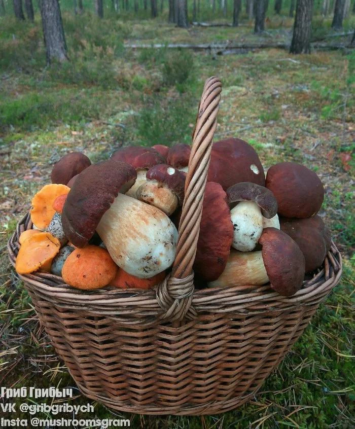 Спасибо лесу за потрясающий грибной сезон! - Моё, Грибы, Маринование, Природа, Тихая охота, Длиннопост