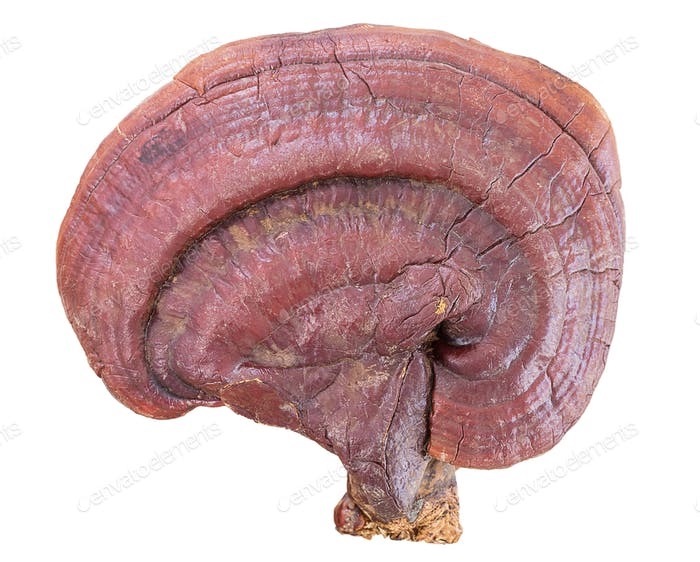 Гриб Рейши (Ganoderma Lucidum) Рейши, Грибы, Длиннопост