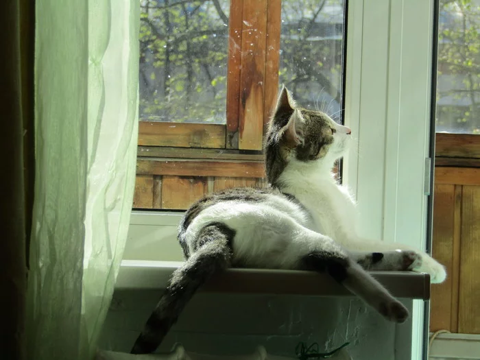 Kitty's personality is looking for a home! St. Petersburg and Leningrad region - cat, Kittens, In good hands, Saint Petersburg, No rating, Milota, Longpost