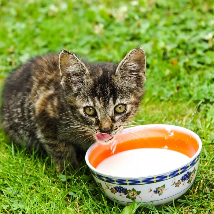 Why is it wrong to feed cats milk? - cat, Kittens, Health, Milk, Lactose, Longpost