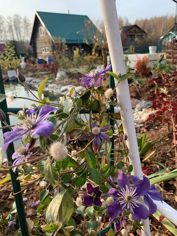 Clematis Etoile Violet - and frosts are not terrible - My, Clematis, Flowers, Floriculture