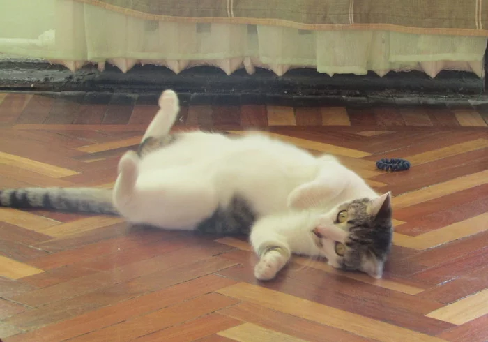 Kitty's personality is looking for a home! St. Petersburg and Leningrad region - cat, Kittens, In good hands, Saint Petersburg, No rating, Milota, Longpost
