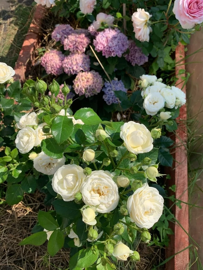 Roses 2020 Auspicious Year - My, White roses, the Rose, Flowers, Floriculture, Gardening, Longpost