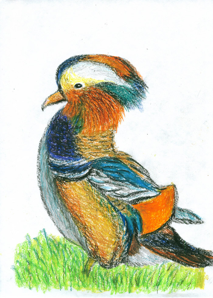 Утка-мандаринка. Рисунок масляной пастелью