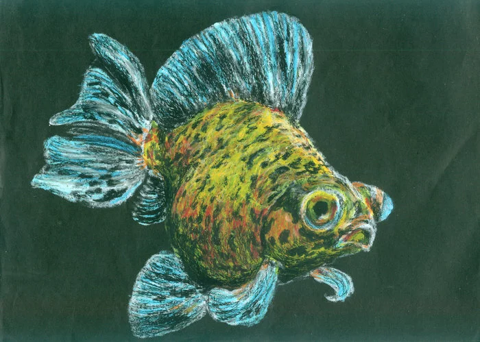 Gold fish. - My, Drawing, Author's work, A fish, Gold fish, Oil pastel, Pastel, Copyright