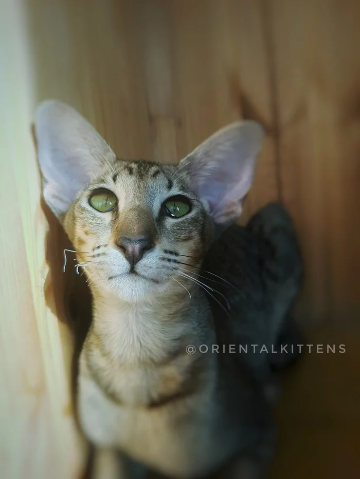 Arya - My, Oriental cats, cat, Cat lovers