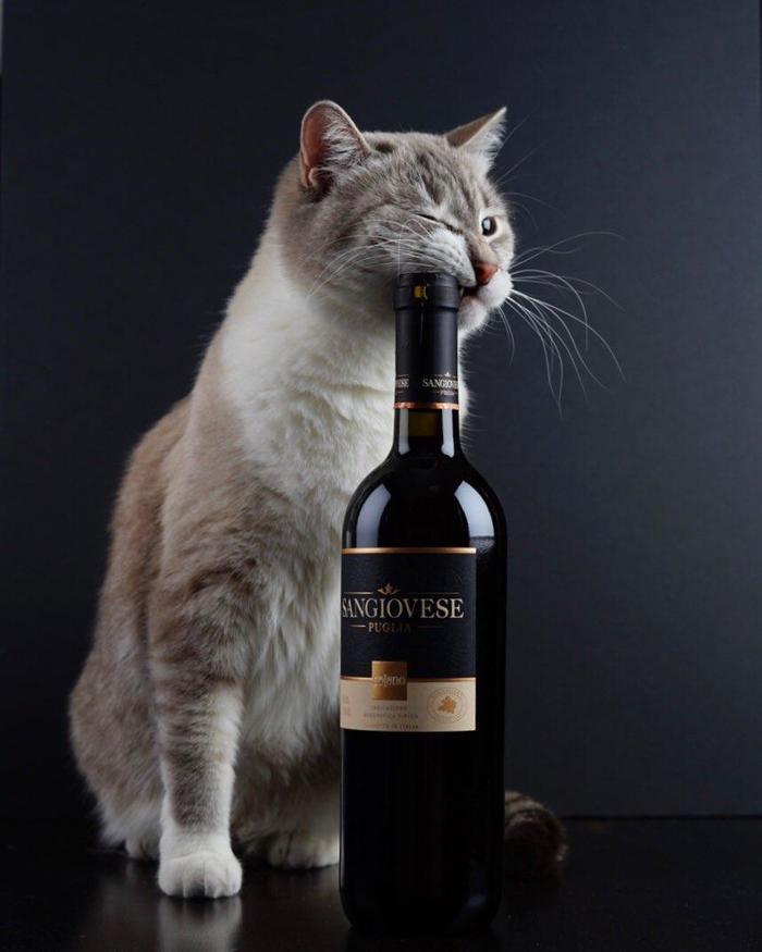 Pour me more wine! - My, Thai cat, cat, Wine, The photo