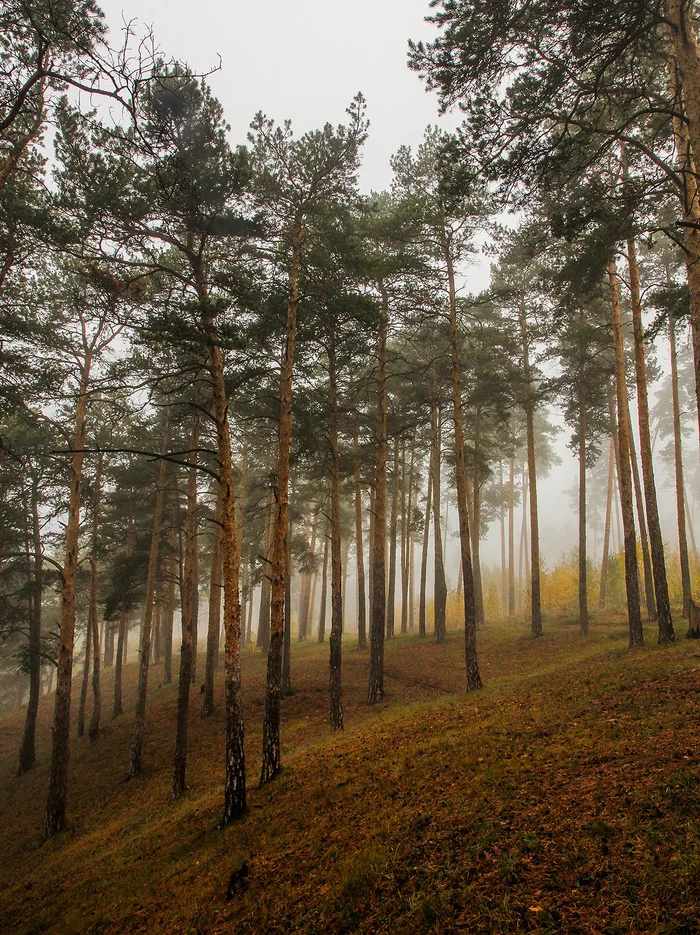 Каштакский бор - Моё, Природа, Лес, Осень, Пейзаж, Урал, Челябинск, Длиннопост, Красота природы, Сосна