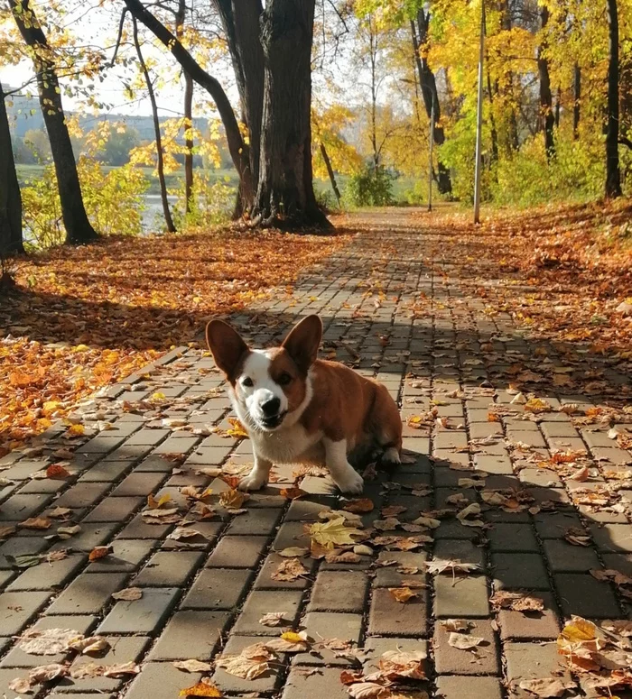 Where are you going? - My, Welsh Corgi Cardigan, Walk, Dog