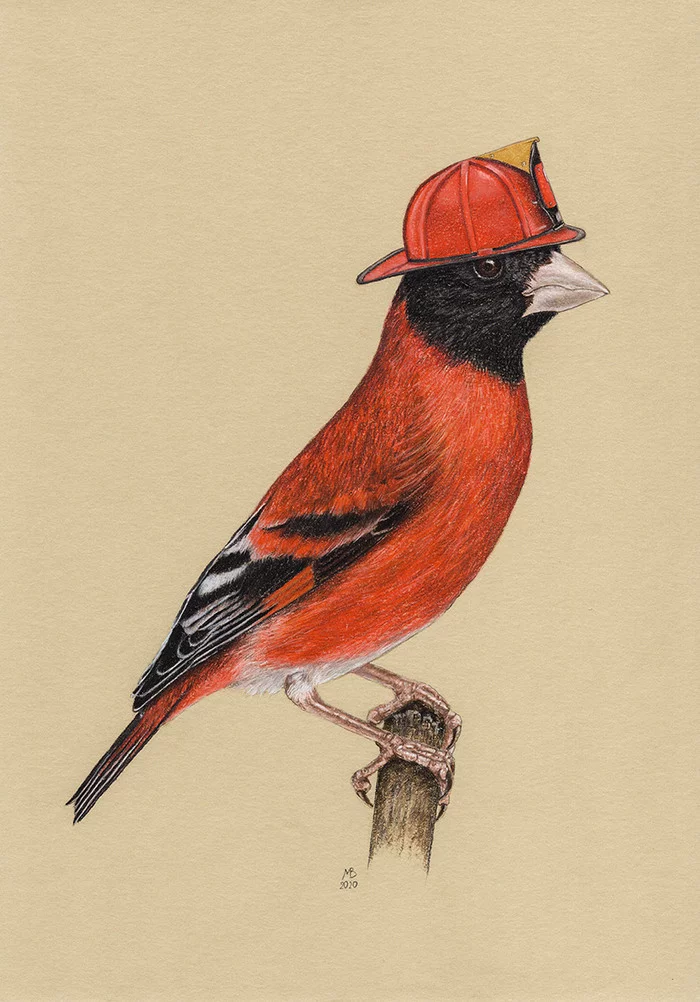 Fire Siskin - My, Drawing, Birds, Pastel, Art, Animalistics, Birds in hats, Siskin