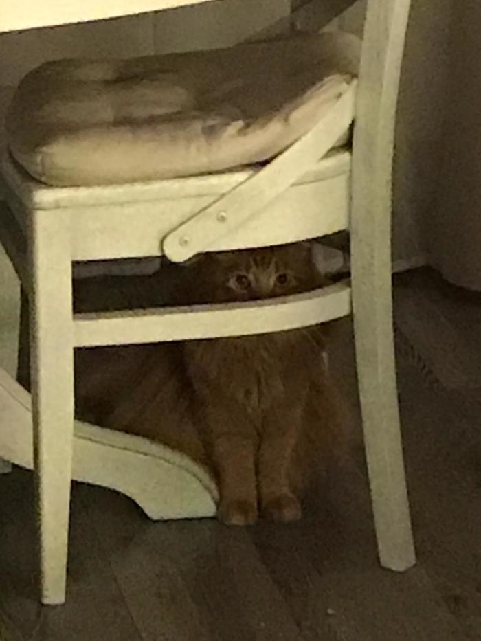 I hid - My, cat, Hid, Milota, Hide and seek, Chair