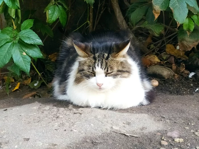 Serenity - My, Pskov, cat