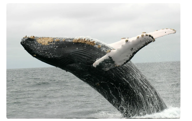 Freeloaders and pests: Even whales are sick of the ubiquitous parasites! - Whale, Parasites, Animals, Yandex Zen, Longpost