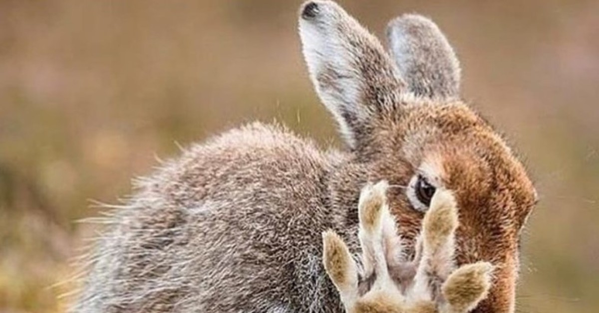 Песня happy hare. Лапы зайца. Зайцы жизнь в природе. Счастливый заяц. Жизнь зайца.