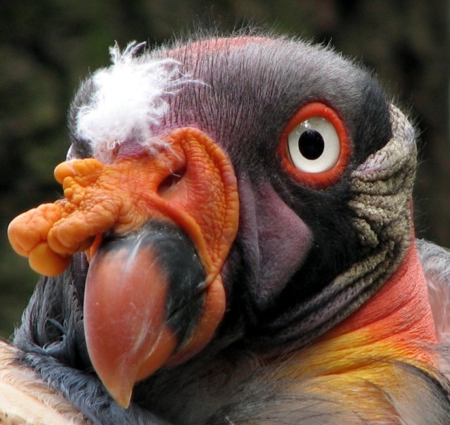 Feathered gluttons - Birds, Vulture, Scavengers, Coloring, USA, Nature, The national geographic, Longpost, Video