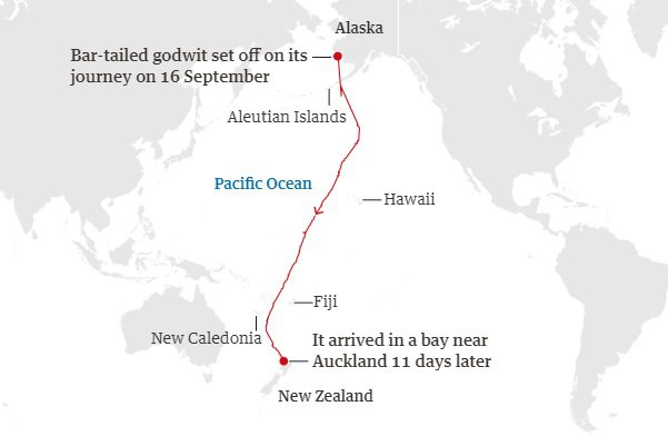 Godwit breaks record for non-stop flight for birds - Birds, Snipe, Flight, Record, The national geographic, Ornithology, Ornithology League, wildlife, Longpost