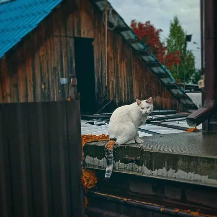 Недовольство, бегство, интерес. Котейка - Моё, Кот, Мобильная фотография, Ханты-Мансийск, Негодование, Дождь, Север, Окрас, Взгляд, Хвост, Фотография, Прогулка, Длиннопост