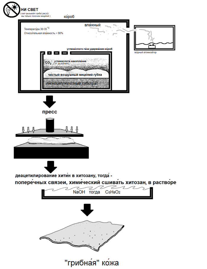 Грибная Кожа | Пикабу