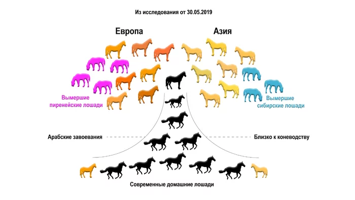 The origin of domestic horses of the Caucasus and Anatolia clarified DNA - My, The science, Domestication, Taming, Story, Genetics, Longpost, Anatolia, Horses, Zoology, Video