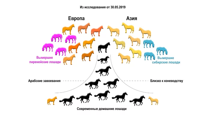 The origin of domestic horses in the Caucasus and Anatolia was clarified by DNA - My, The science, Domestication, Taming, Story, Genetics, Longpost, Anatolia, Horses, Zoology, Video