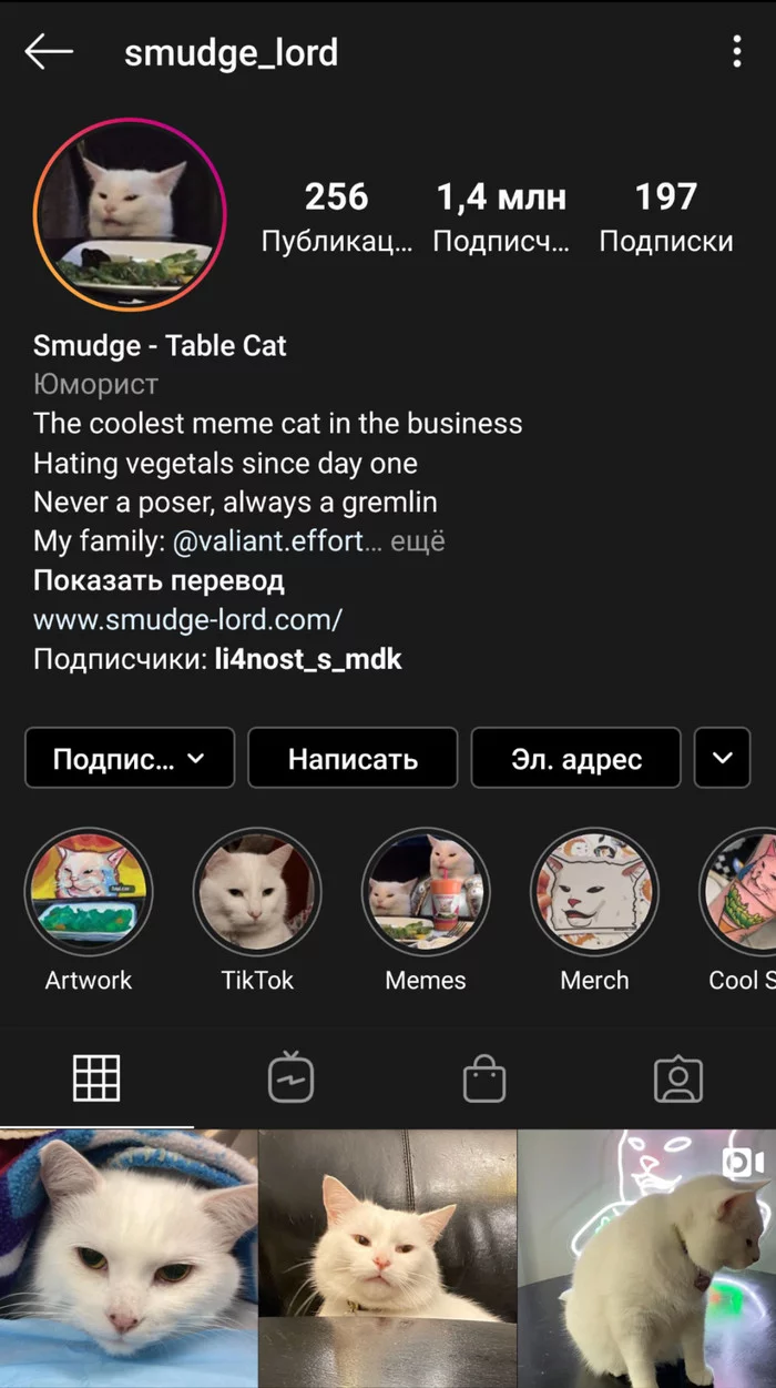 The cat from the meme about two women screaming in a restaurant has his own Instagram account with 1.4 million subscribers - cat, Memes, Screenshot, Two women yell at the cat, Instagram