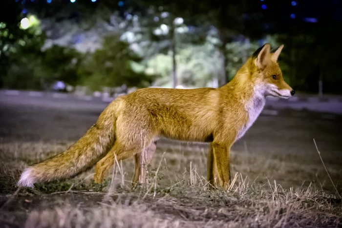 Resort fox) - Fox, Wild animals, Pyatigorsk, Stavropol region, The mountains, Mashuk, The national geographic, The photo, Animals