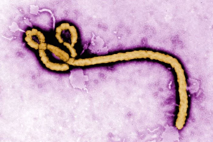 What do Ebola and COVID-19 have in common? - Ebola, Coronavirus, Research, Antibodies, Drugs, Clinical trials, Longpost