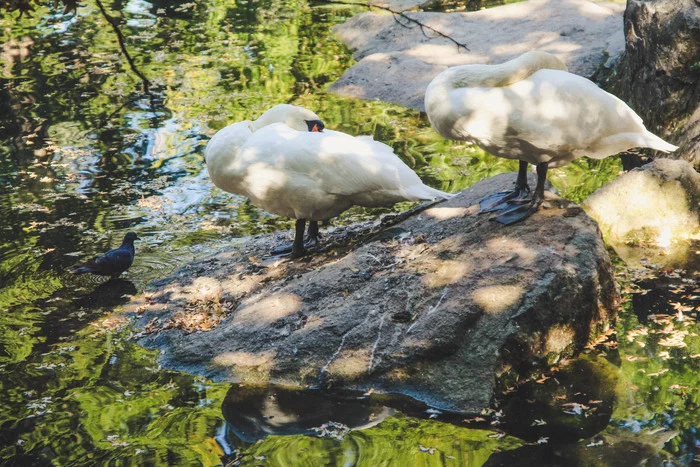 Sleeping swans in Vorontsovsky Park (Alupka) - My, Swans, Birds, Alupka, Crimea, Lake, Vorontsovsky Park