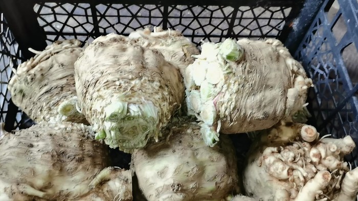 Уборка корневого сельдерея и зимней редьки, подготовка их к хранению