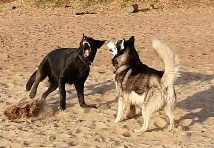 Tops bite each other's barrels - My, Dog, East European Shepherd, Husky, Longpost, Animals, Pets