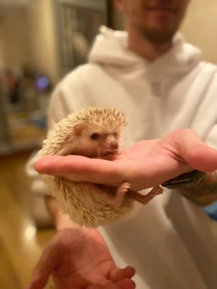 Spiky cuteness - My, Hedgehog, African pygmy hedgehog, Milota