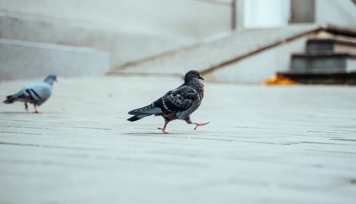 Just a dove going about its business - My, Birds, Pigeon, The photo, Steps