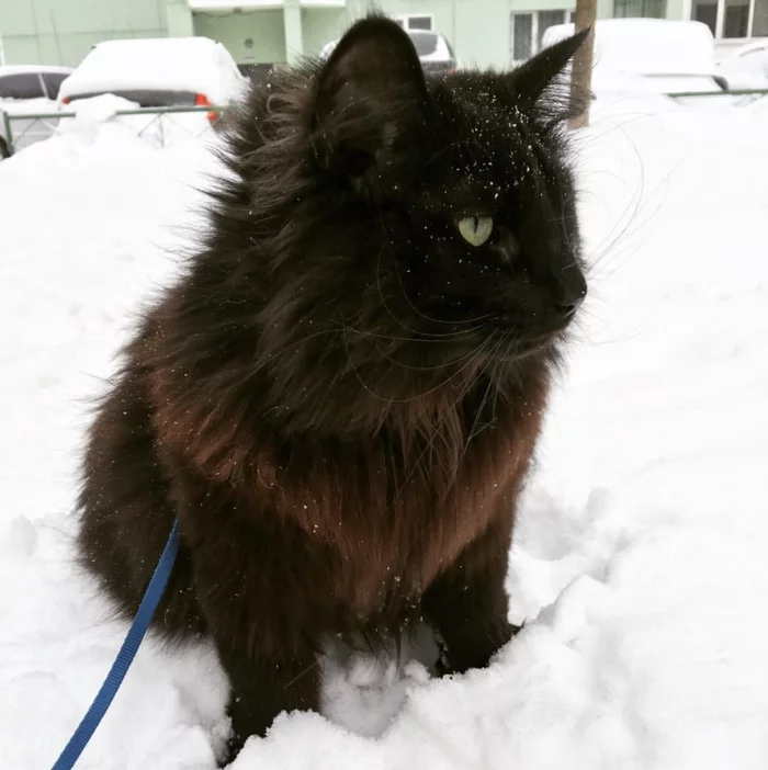 Chomolungma is the perfect first post for Peekaboo :) - My, cat, Milota, Friend of human, Paws, Pet, Norwegian Forest Cat, Longpost, Pets