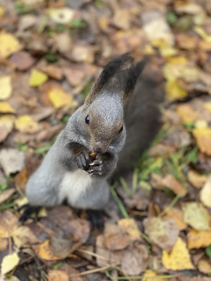 There is a nut - there is no nut - My, Squirrel, Nuts, Autumn, Animals, Pine nuts, Rodents, Longpost