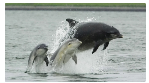 Why is dolphin language better than human language? Because it is the only interspecies language! - Dolphin, Animals, Yandex Zen, Longpost