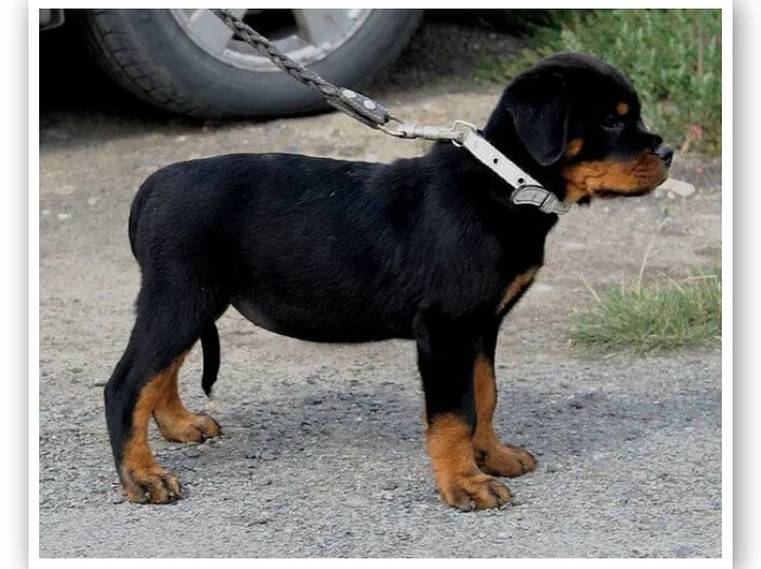 Rottweiler mixes: popular types of dog mixes and which one is better to choose - Dog, Rottweiler, Mestizo, Longpost