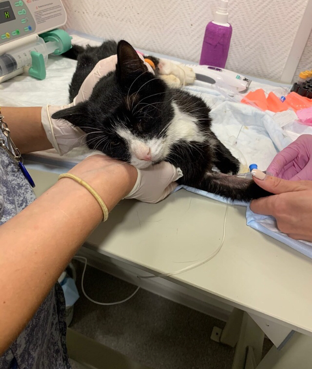 Reply to the post “The cat spent 2 weeks locked in the apartment without food or water. Now they want to throw him out into the street from the entrance - My, cat, The rescue, Animal Rescue, Veterinary, Homeless animals, Pets, Kindness, Video, Reply to post, Longpost