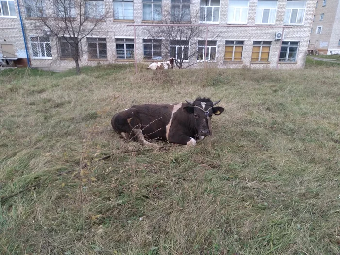 Few grazing cows in the tape - My, Cow, Village, Village